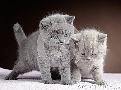 British short hair kittens