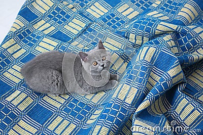 British Shorthair on a blue rug