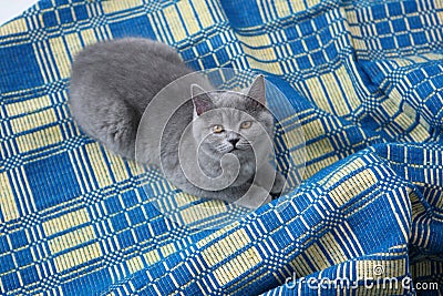British Shorthair on a blue rug