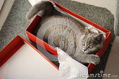 British Shorthair kitten in a box