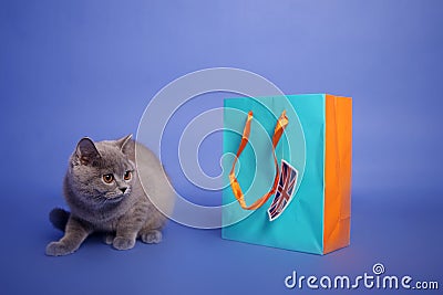 British Shorthair kitten