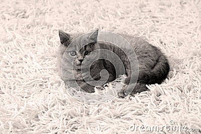 British Shorthair kitten on the rug