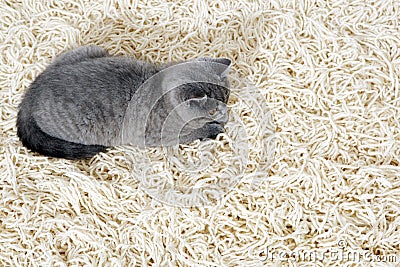 British Shorthair kitten on the rug