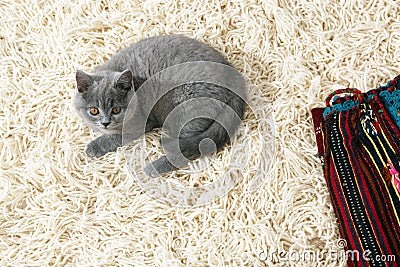 British Shorthair kitten on the rug