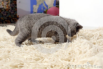 British Shorthair kitten on the rug