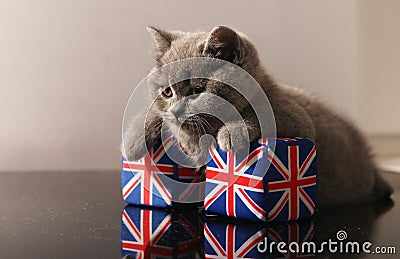 British Shorthair kitten