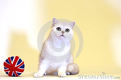 British Shorthair silver shaded cat