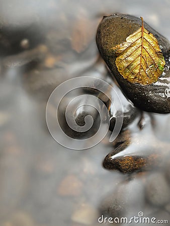 Broken alder leaf on basalt stone in water of mountain river, first autumn leaves