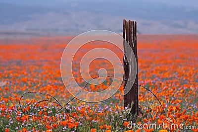 Broken fence and wild flowers