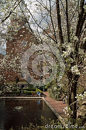 Brooklyn College Lily Pond, Brooklyn New York USA 2014