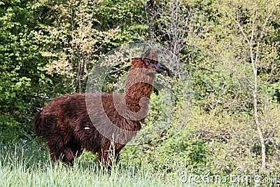 Brown alpaca with the body covered with soft woolly curls