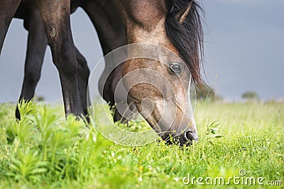 Brown arabic horse eating summer grass