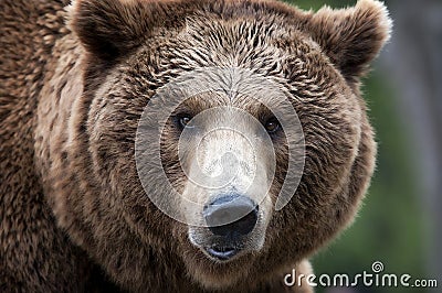 Brown Bear