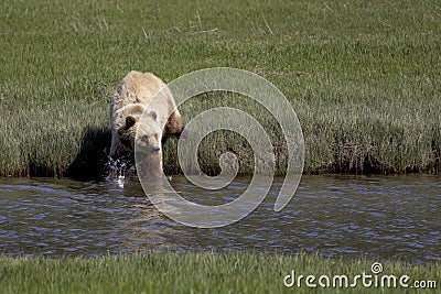 Brown Bear Alaska