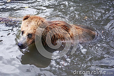 Brown bear bathing