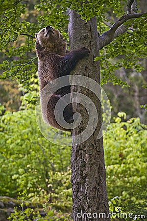 Brown Bear Climbing a Tree