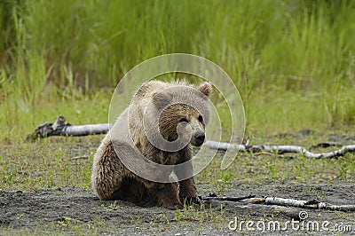 Brown bear cub sratching ear