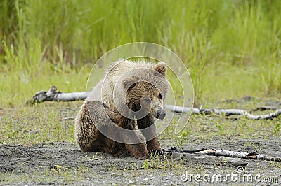 Brown bear cub sratching ear