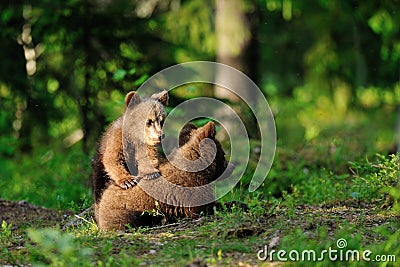 Brown bear cubs playing