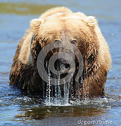 Brown Bear Emerging from water