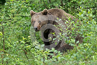 Brown bear.