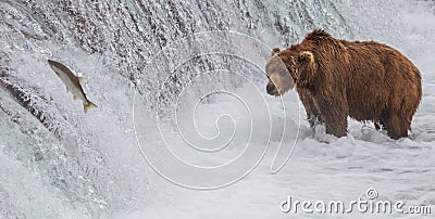 Brown Bear Looking At Salmon Jumping up the Falls