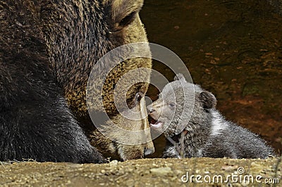 Brown bear - mother and cub