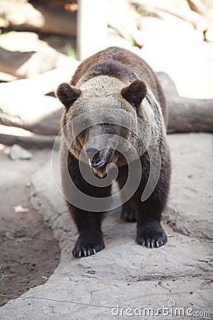 Brown bear in an open cage