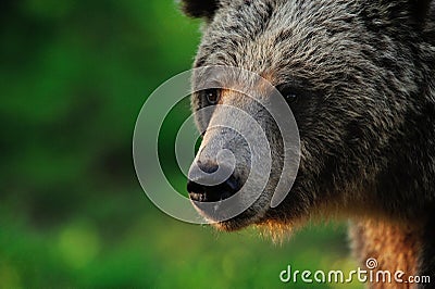 Brown bear portrait