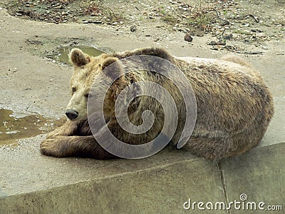 Brown bear resting