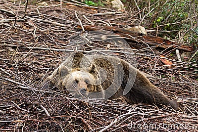 Brown bear resting