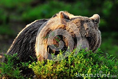 Brown bear resting in forest