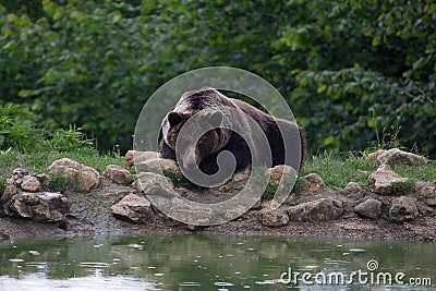 Brown bear resting near a pond into the forest mountains