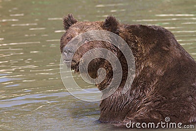 A brown bear resting in water / Ursus arctos