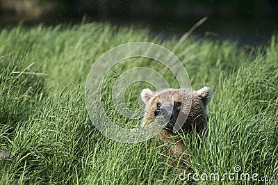 Brown bear s head just in sight