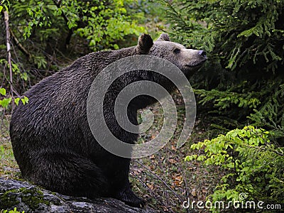 Brown Bear Sitting in Forest
