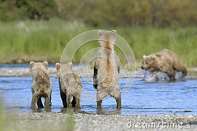 Brown bear sow and her three cubs