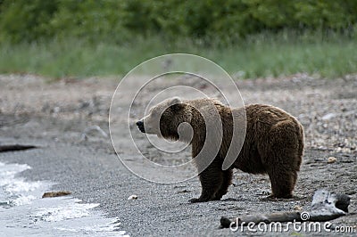 Brown bear standing on the beach
