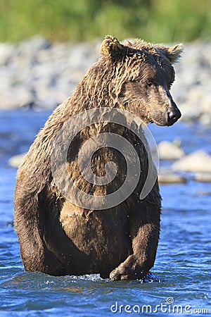 Brown bear standing in blue water in Alaska