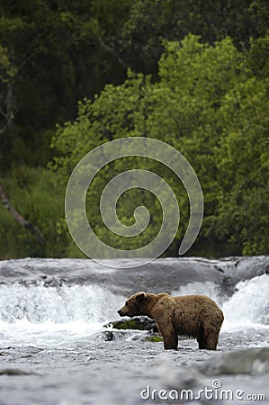 Brown bear standing in Brooks River