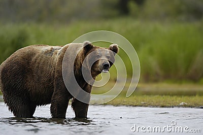 Brown bear standing in Brooks River