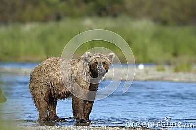 Brown bear standing in Brooks River