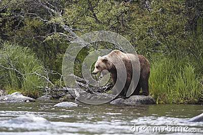 Brown bear standing on rock