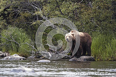 Brown bear standing on rock