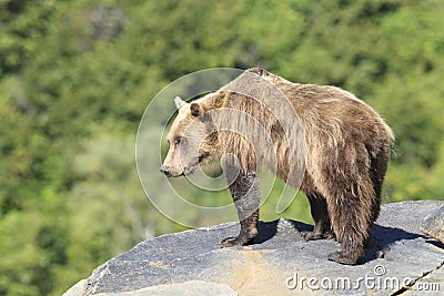 Brown bear standing on rocky ledge