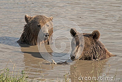 Brown Bear