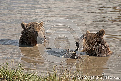 Brown Bear