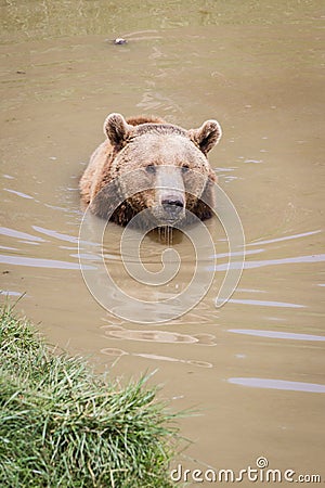 Brown bear - ursus arctos