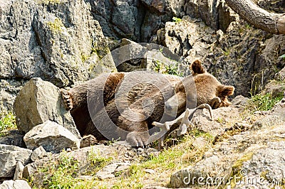 Brown bear, Ursus arctos