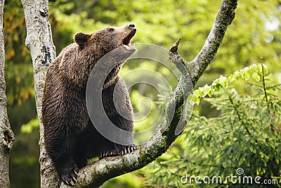 Brown bear (Ursus arctos), sitting on a tree